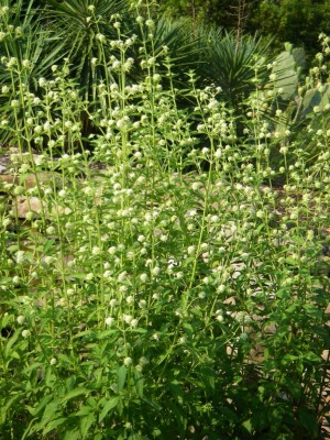 Clustered Bushmint
